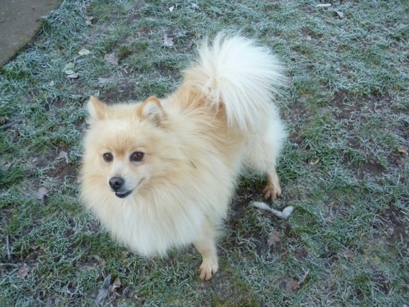 german spitz cross chihuahua