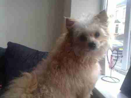 pomeranian cross bichon frise