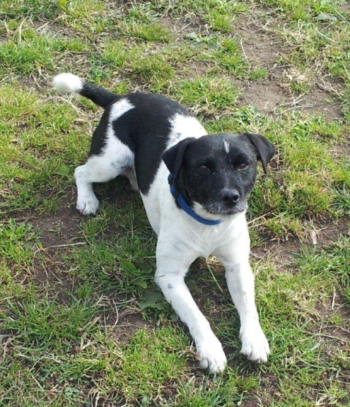 Sonny – 3 1/2 year old male Jack Russell cross Patterdale Terrier dog ...