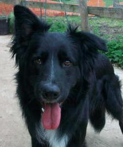 border collie x german shepherd for sale