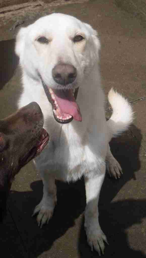 Animal Allsorts Rescue Birmingham Dogs For Adoption Dogsblog Com