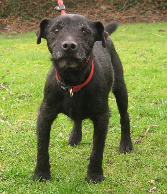 Rory - 8 year old male Patterdale Terrier available for adoption