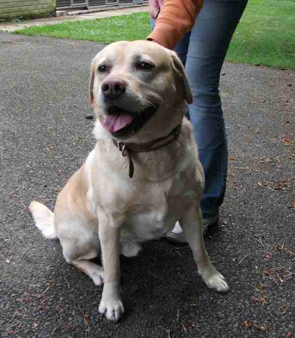 Chester 5 year old male Labrador available for adoption