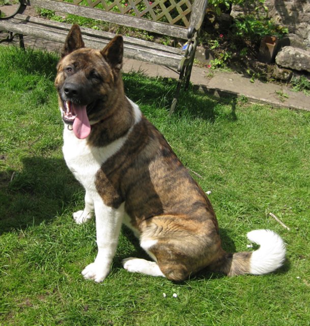 Hector - 8 month old male Japanese Akita available for adoption