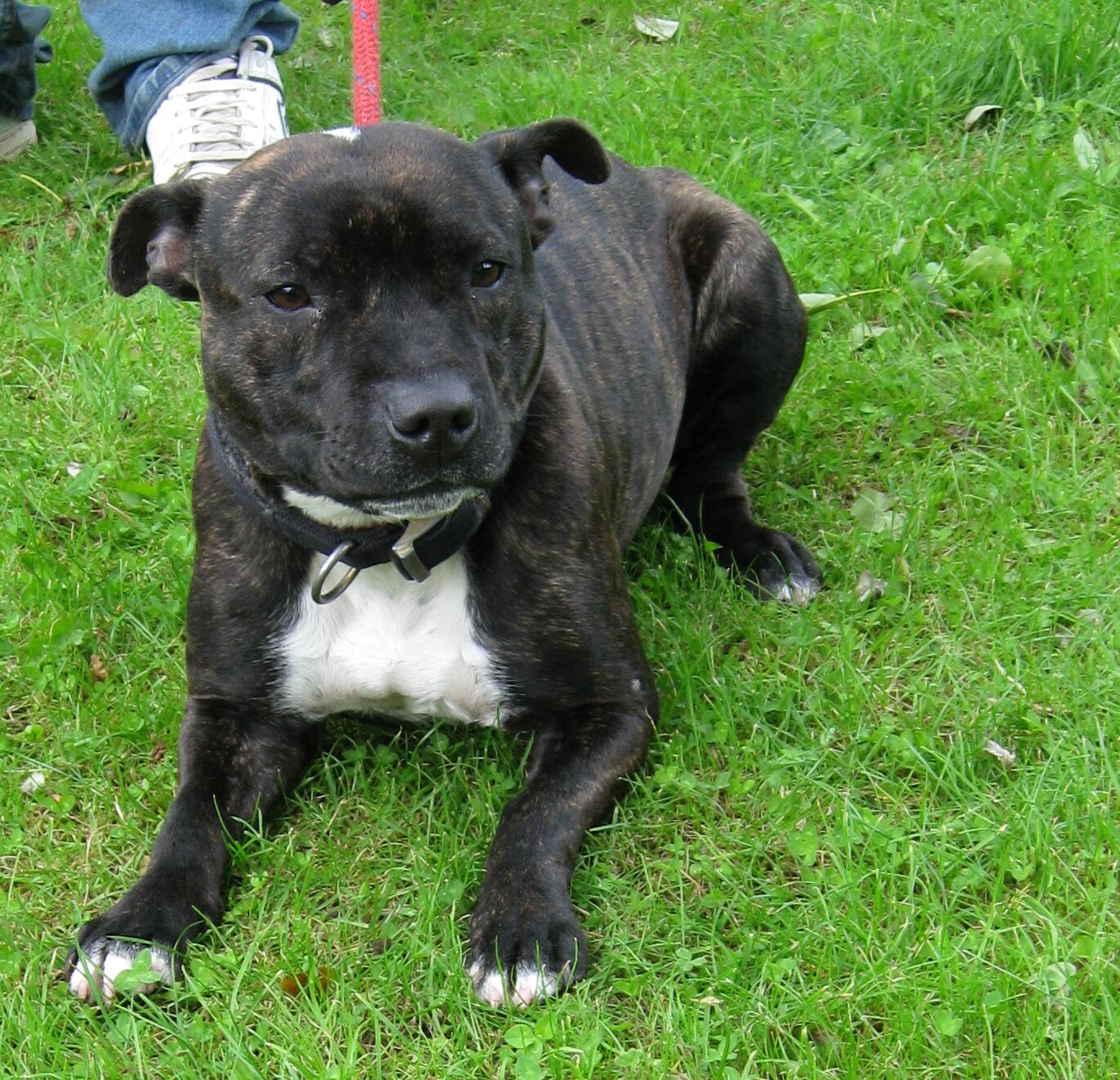 Duffy – 2 year old female Staffordshire Bull Terrier dog for adoption