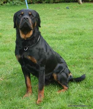 rottweiler one year old