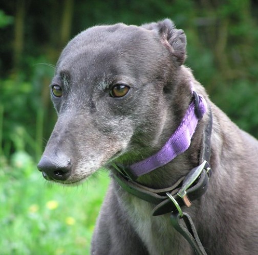 Posts by Greyhound and Lurcher Welfare and Rescue | Dogs for Adoption ...