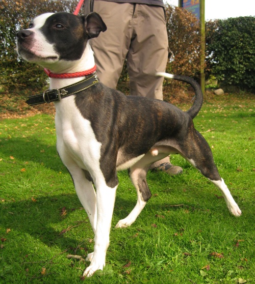 Ryan – 1 year old male Staffordshire Bull Terrier Cross dog for adoption