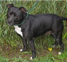 Posts by Happy Staffie Rescue Worcestershire | Dogs for Adoption ...