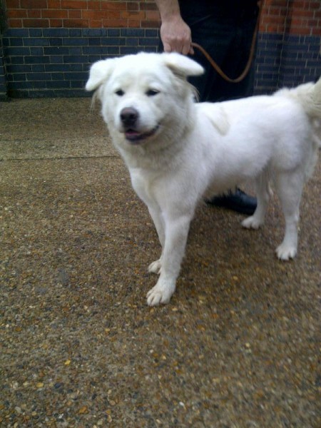 samoyed labrador