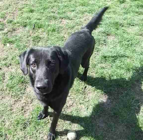 Sweep â€“ 2 year old male Collie cross Labrador available for adoption
