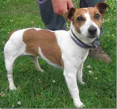 girl jack russell