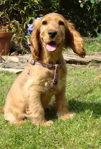 fully grown working cocker spaniel