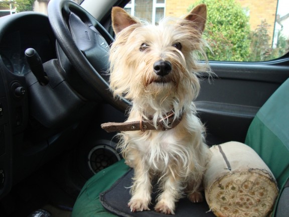 Honey 2 Year Old Female Yorkshire Terrier Cross Norfolk Terrier Available For Adoption