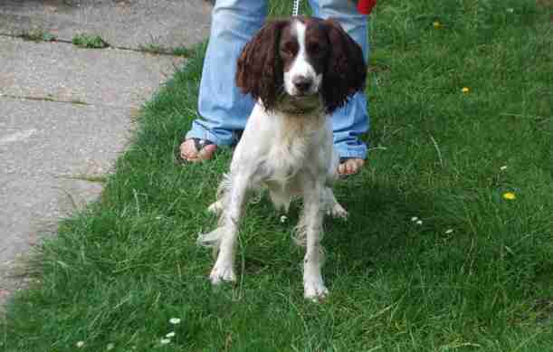 7 month old springer spaniel