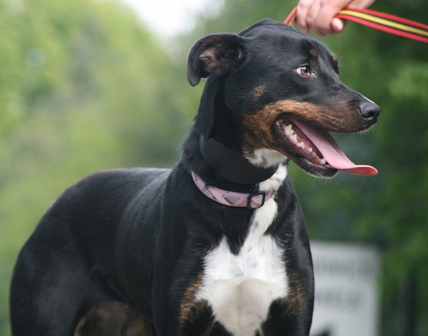 Dinah - 2 year old female Rottweiler cross Lurcher available for adoption