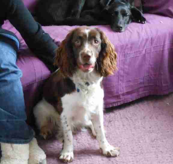 7 month old springer spaniel