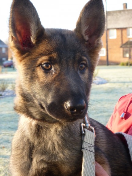 Mia - 3 month old female German Shepherd Dog available for adoption