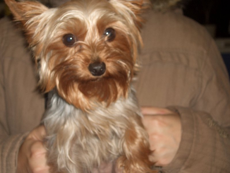 Tina – 2 1/2 year old female Yorkshire Terrier dog for adoption