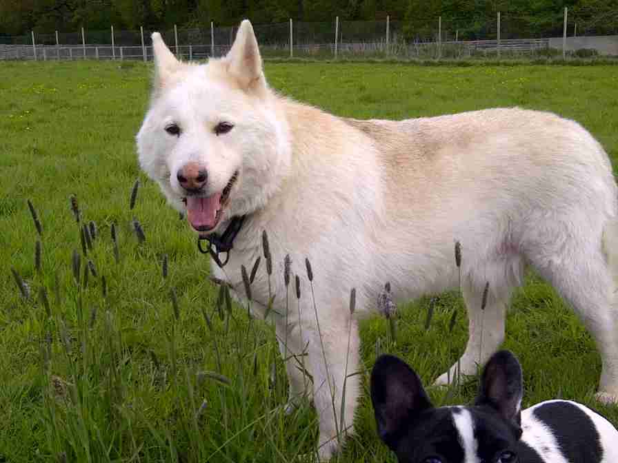 alsatian akita cross