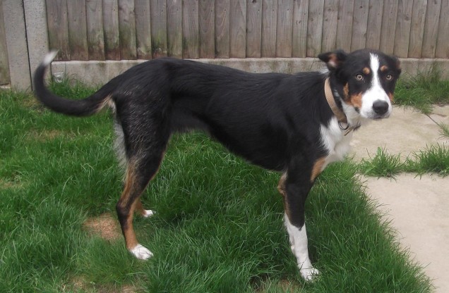 Finley 16 Month Old Male Collie Cross Available For Adoption