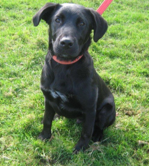 Jake - 5 month old male Labrador cross English Springer Spaniel ...