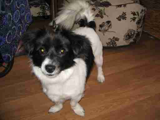 crossbreed shih tzu japanese spitz