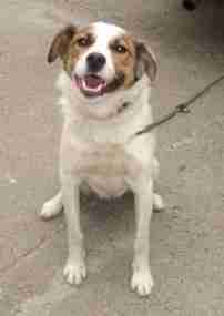 king charles jack russell cross