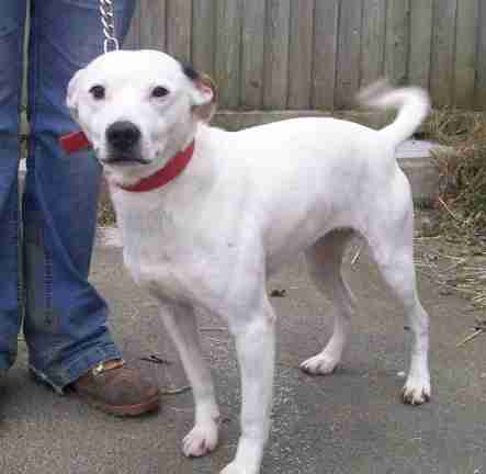 jack russell american staffordshire mix