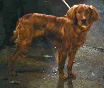 red setter cross collie