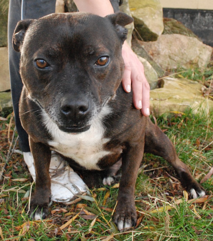 Austin 9 year old male Staffordshire Bull Terrier