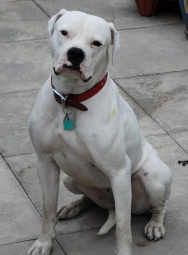 Leah – 20 month old female American Bulldog dog for adoption