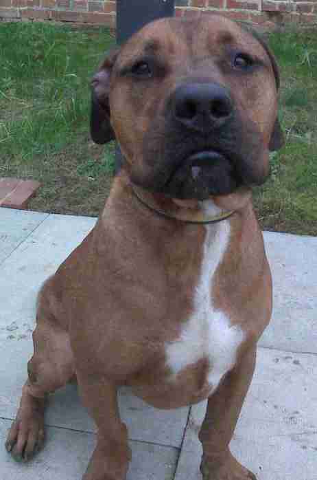 Staffordshire Bull Terrier Cross Rhodesian Ridgeback 2025 www