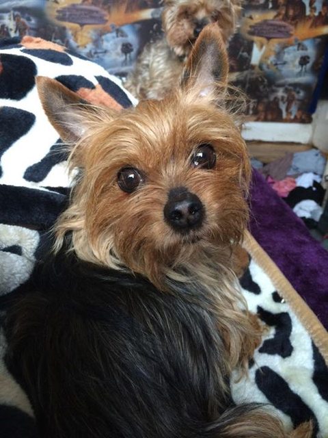 Pixie – 6 year old female Yorkshire Terrier dog for adoption