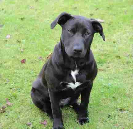 staffy cross labrador size