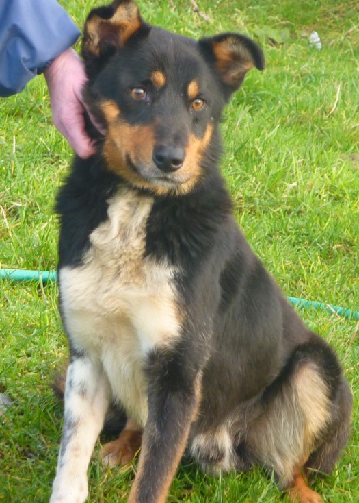 Harry – 18 month old male Collie cross Huntaway dog for adoption