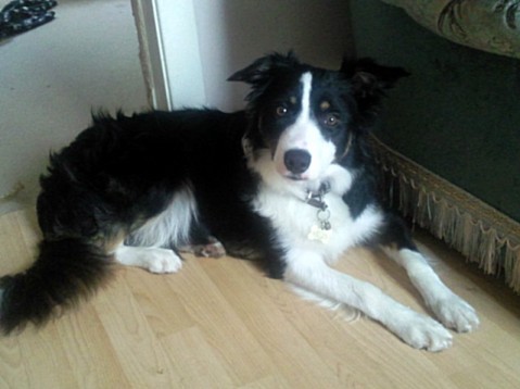 border collie at home