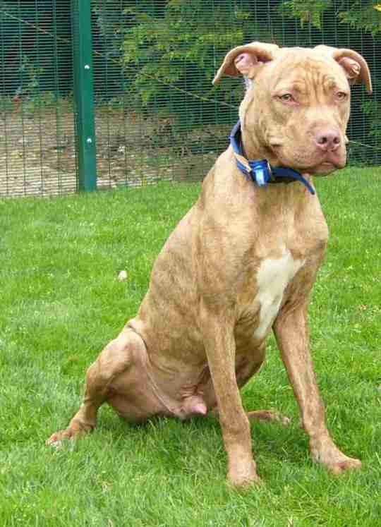 dog rescue homes in norfolk