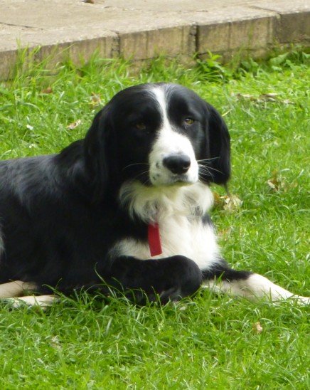 Fern – 2 year old female Bernese Mountain Dog cross Spaniel dog for ...