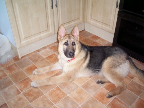 Posts by Sussex German Shepherd Rescue | Dogs for Adoption & Rescue ...