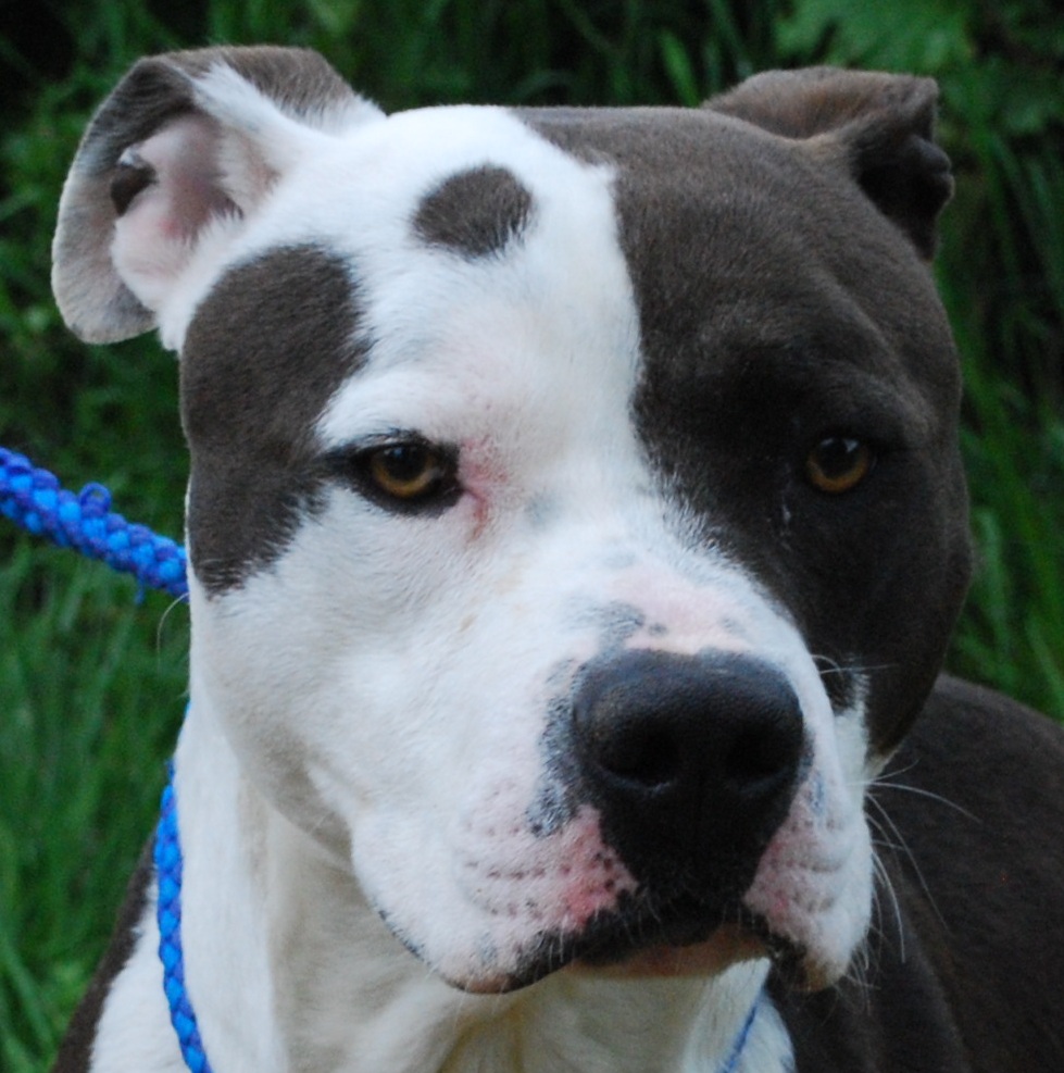 Buddy 18 months old male American Bull Dog available for