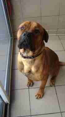 English Mastweiler Bull Mastweiler Bullmastiff X Rottweiler 2025