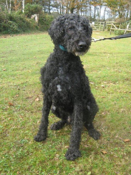 pointer poodle cross