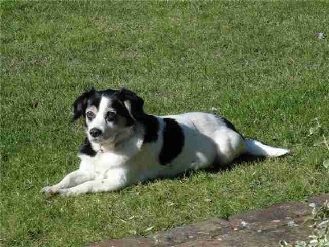 Search Results For Cats Dogs For Adoption Rescue Dogsblog