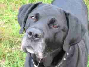 rottweiler pointer mix