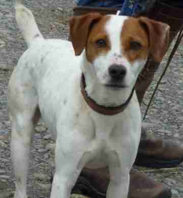 jack russell terrier x beagle