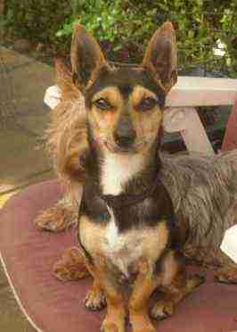 kelpie cross chihuahua