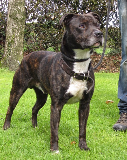 Rufus - 5-6 year old male Staffordshire Bull Terrier available for adoption