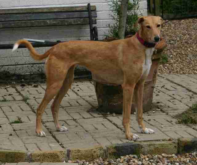 Leyla - 18 month old female Lurcher available for adoption