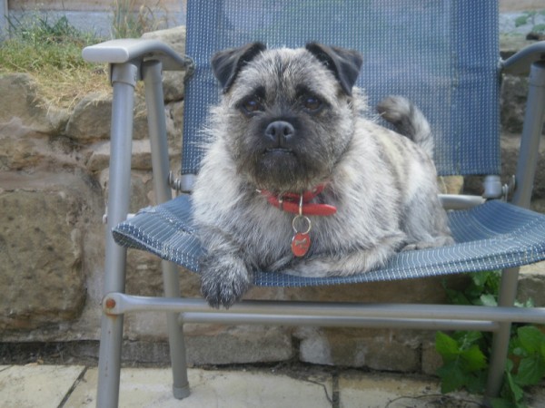 cairn terrier pug mix